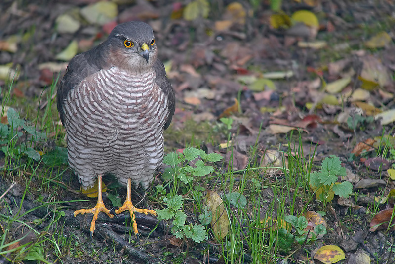 Sparviere -  Accipiter nisus in Digiscoping